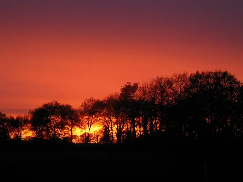 Coucher de soleil sur les arbres du domaine